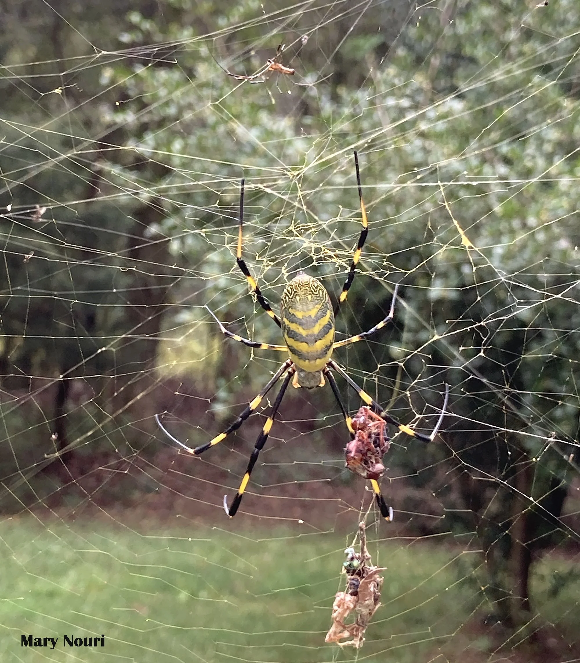 Terrifying big spiders soon in the DMV? Meet the Jorō Spider